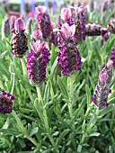 LAVANDULA STOECHAS BELLA ROSE