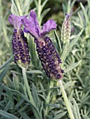 LAVANDULA STOECHAS HAZEL