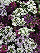 LOBULARIA MARITIMA MIX