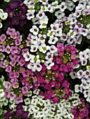 LOBULARIA MARITIMA MIX