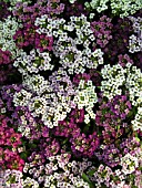 LOBULARIA MARITIMA MIX