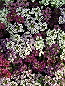 LOBULARIA MARITIMA MIX