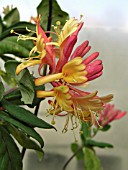 LONICERA HECKROTII GOLD FLAME