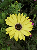 OSTEOSPERMUM FRUTICOSUM LEMON SYMPHONY