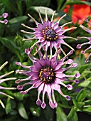 OSTEOSPERMUM NASINGA PINK