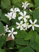 OXALIS CRASSIPES ALBA