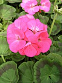PELARGONIUM MAVERICK PINK