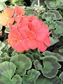 PELARGONIUM MAVERICK RED