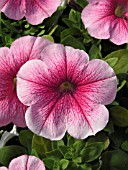 PETUNIA HURRAH PINK VEINED