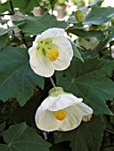 ABUTILON HYBRIDA ALBA