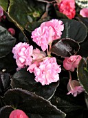 BEGONIA SEMPERFLORENS DOUBLET PINK