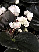 BEGONIA SEMPERFLORENS DOUBLET WHITE