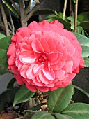 CAMELLIA JAPONICA NUCCIOS BELLA ROSSA