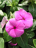 CATHARANTHUS ROSEUS COOLER GRAPE