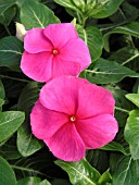 CATHARANTHUS ROSEUS COOLER ROSE