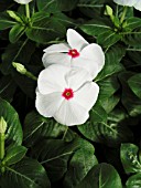 CATHARANTHUS ROSEUS PACIFICA POLKA DOT