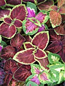 COLEUS MIX