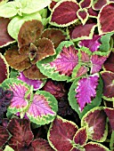 COLEUS MIX