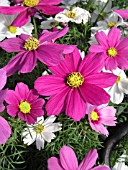 COSMOS BIPINNATUS MIX