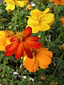 COSMOS LADYBIRD MIX