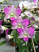 DENDROBIUM ORCHID WHITE LIGHTNING STAR BRIGHT