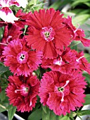 DIANTHUS IDEAL CRIMSON