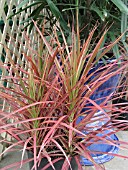 DRACAENA COLORAMA