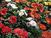 GERBERA JAMESONII MIX