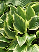 HOSTA SO SWEET