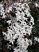 JASMINUM POLYANTHUM