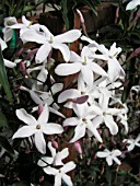 JASMINUM POLYANTHUM