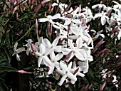 JASMINUM POLYANTHUM