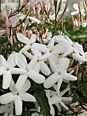 JASMINUM POLYANTHUM