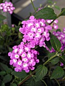 LANTANA MONTEVIDENSIS