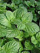 MENTHA PIPERITA CITRATA GRAPEFRUIT MINT