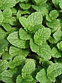 MENTHA SPICATA SPEARMINT