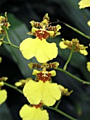 ONCIDIUM ORCHID