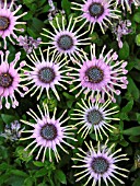 OSTEOSPERMUM PINK WHIRLS