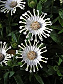 OSTEOSPERMUM NASINGA CREAM