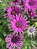 OSTEOSPERMUM NASINGA PURPLE