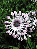 OSTEOSPERMUM PINK SWIRL