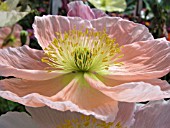 PAPAVER NUDICAULE LIGHT PINK