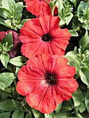 PETUNIA HURRAH RED