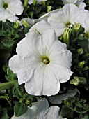 PETUNIA HURRAH WHITE