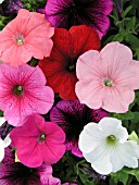 PETUNIA MIX OF BLOOMS