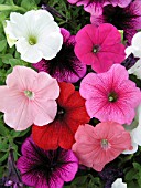 PETUNIA HYBRIDS MIX