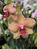 PHALAENOPSIS ORCHID BALDANS KALEIDOSCOPE