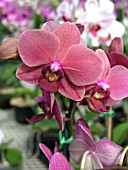 PHALAENOPSIS ORCHID HARMONY ROSE