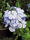 PLUMBAGO AURICULATA CAPENSIS