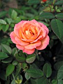 ROSA SUNRISE CUPIDO MINIATURE